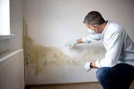 Best Black Mold Removal  in USA